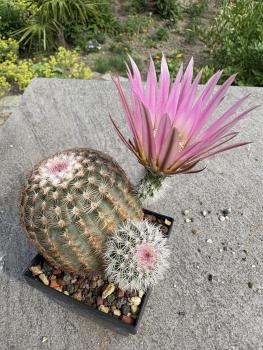Echinocereus pectinatus